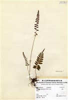 藏品(刺蕨)的圖片